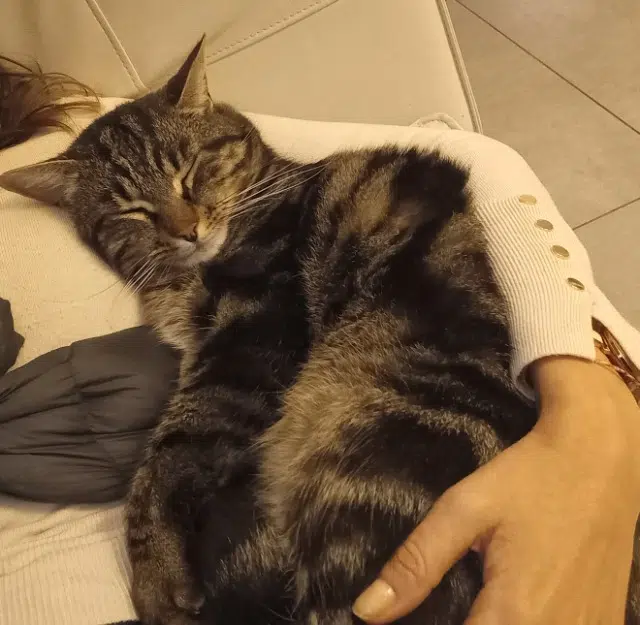 chat lost   13260 Cassis Helios