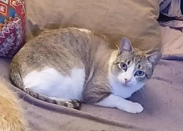 chat lost   13400 Aubagne Heliot