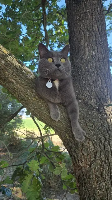 chat lost   13610 Le Puy-Sainte-Réparade Hermes