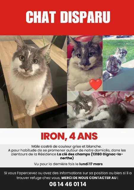 chat lost   13180 Gignac-la-Nerthe Iron