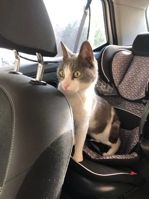 chat lost   13380 Plan-de-Cuques Jessy