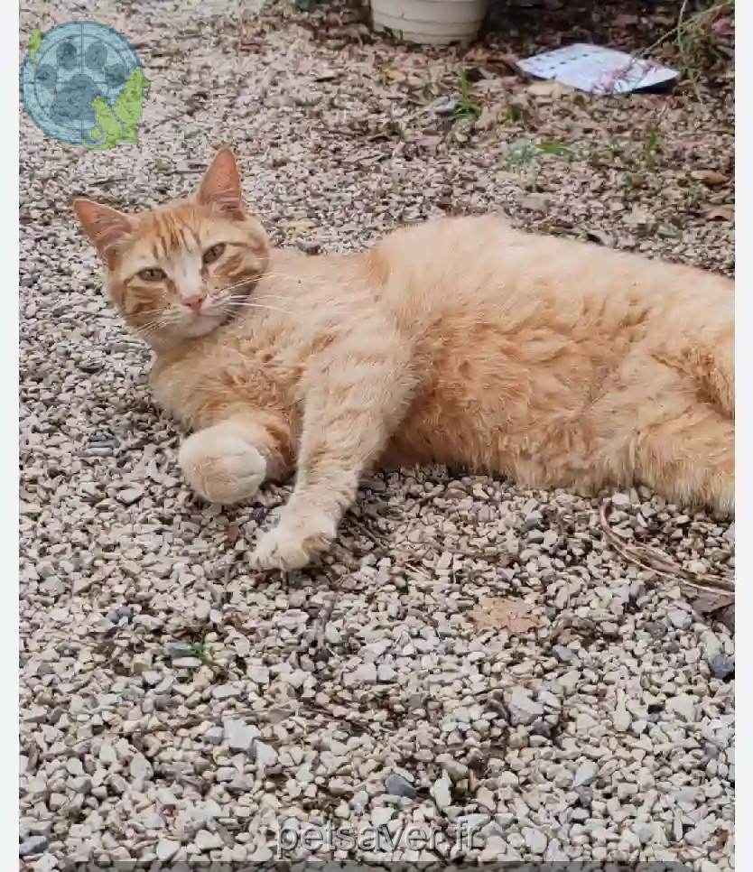 Chat Perdu 13 Bouches-du-Rhône - Johnny Chat Perdu 13 Bouches-du-Rhône - Johnny
