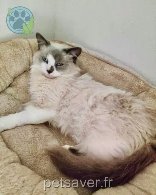 chat lost   13410 Lambesc Kanoa