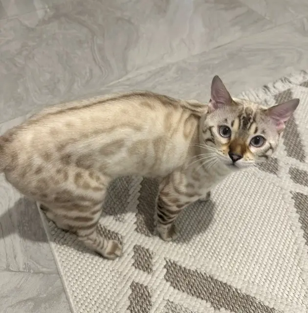 chat lost   13700 Marignane Kaplan