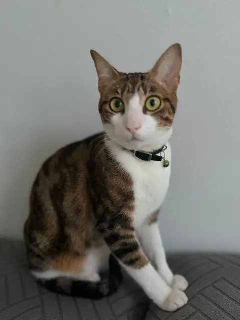 chat lost   13310 Saint-Martin-de-Crau Keksik