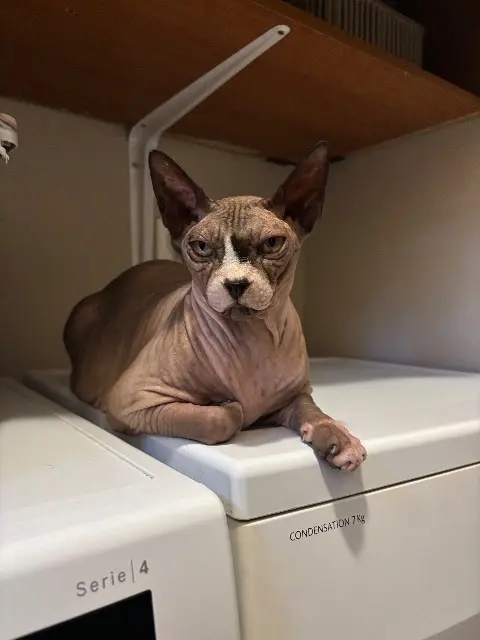 chat lost   13690 Graveson Kenny