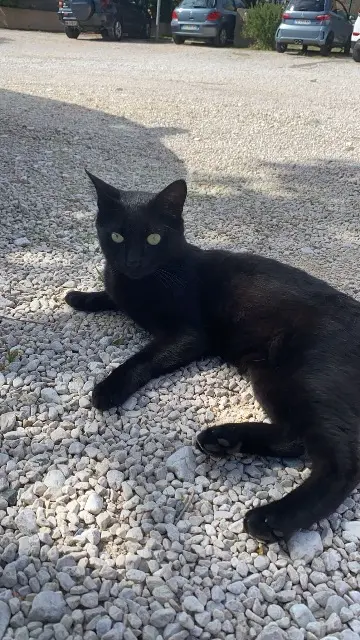 chat lost   13960 Sausset-les-Pins Kiko