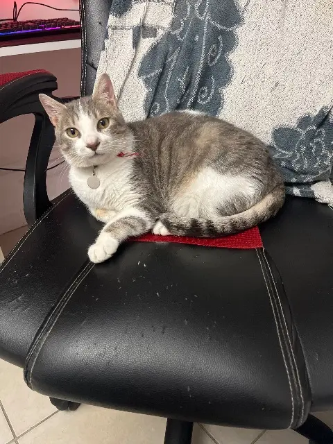 chat lost   13110 Port-de-Bouc Knuckles