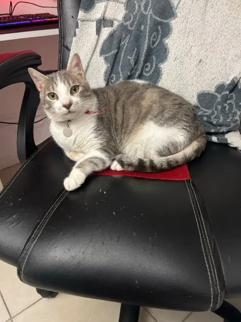 chat lost   13110 Port-de-Bouc Knuckles