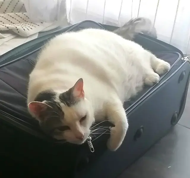 chat lost   13240 Septèmes-les-Vallons Lagi