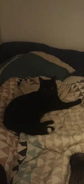 chat lost   13240 Septèmes-les-Vallons Luffy