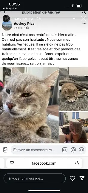 chat lost   13116 Vernègues Malou