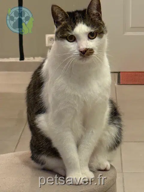 chat lost   13190 Allauch Maneki
