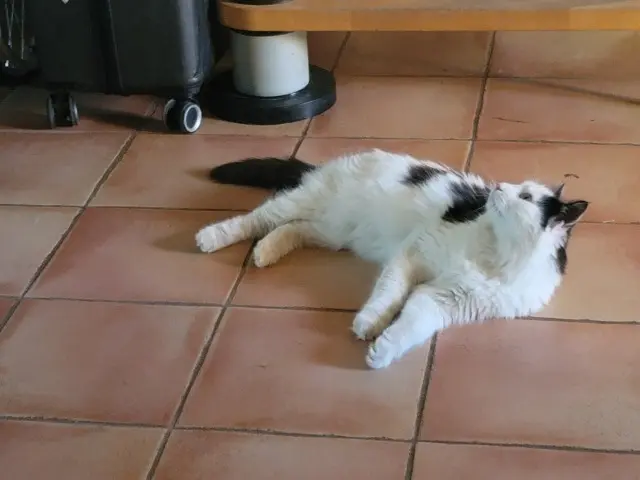 chat lost   13790 Rousset Marley