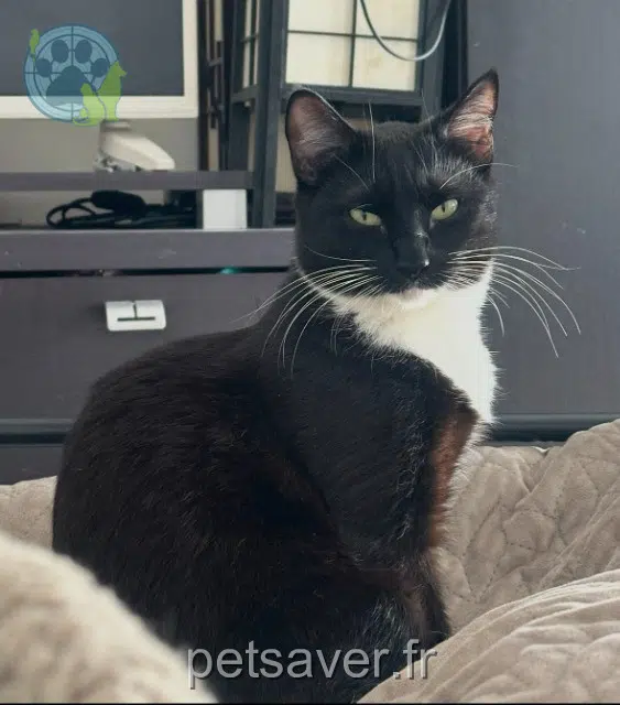 chat perdu Marseille Ary chat lost Marseille Ary
