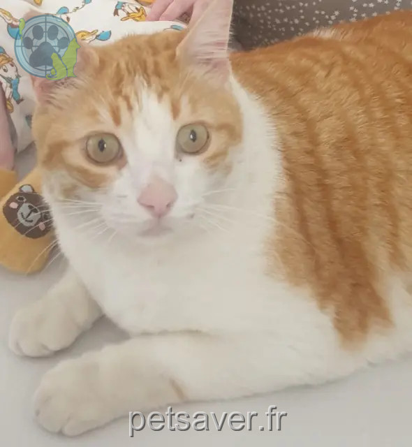 gato perdido Marseille Baltazar gato lost Marseille Baltazar