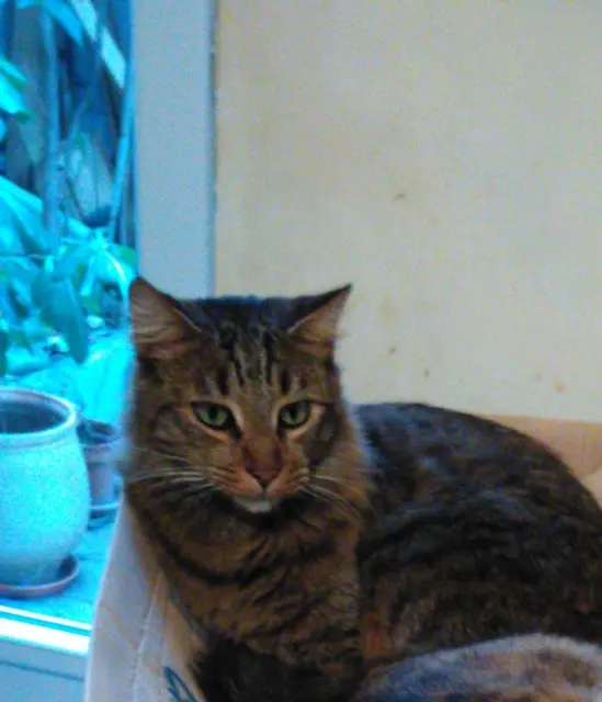 chat lost    Marseille Berlin