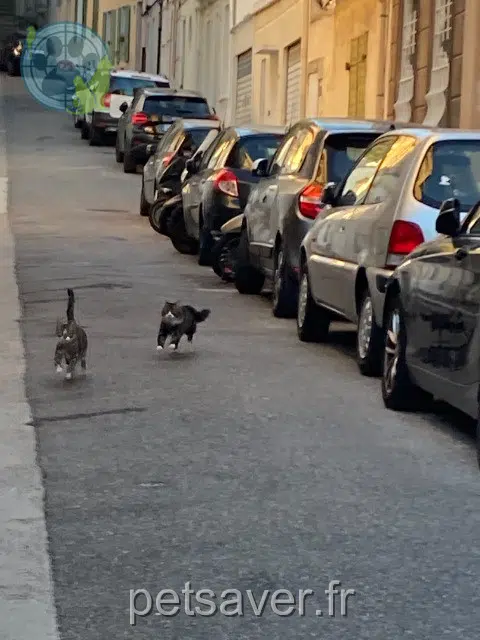 chat lost    Marseille Bernard