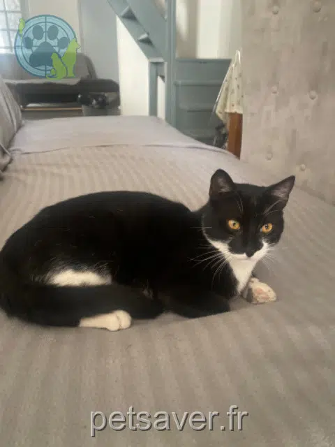 kater lost    Marseille Bimo