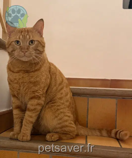 chat lost    Marseille Boubou