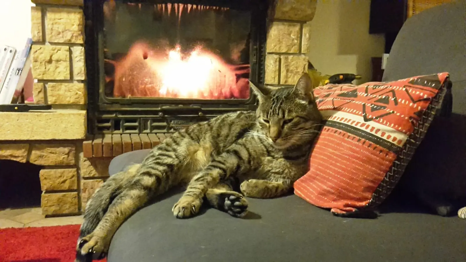 Chat Perdu 13 Bouches-du-Rhône Marseille - Bradpitt Chat Perdu 13 Bouches-du-Rhône Marseille - Bradpitt
