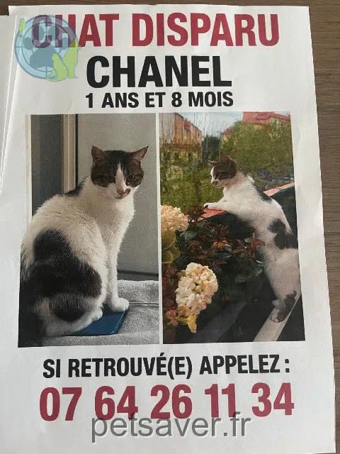 chat lost    Marseille Chanel