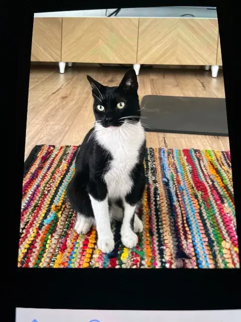 chat lost    Marseille Charly