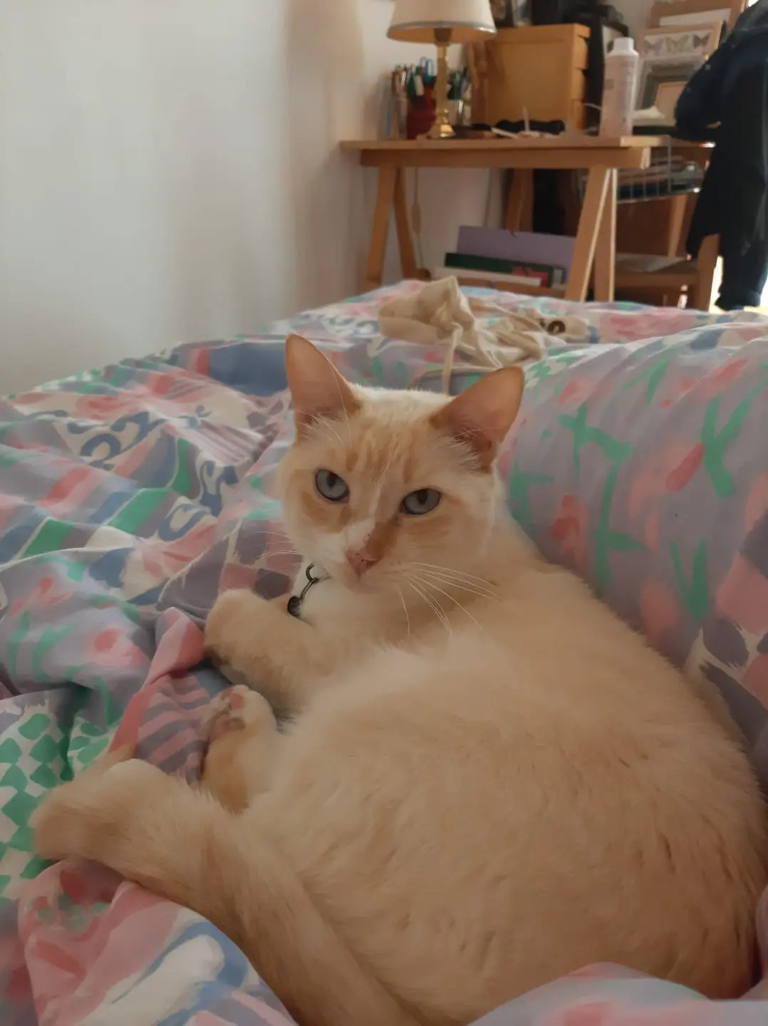 chat perdu Marseille Colin chat lost Marseille Colin