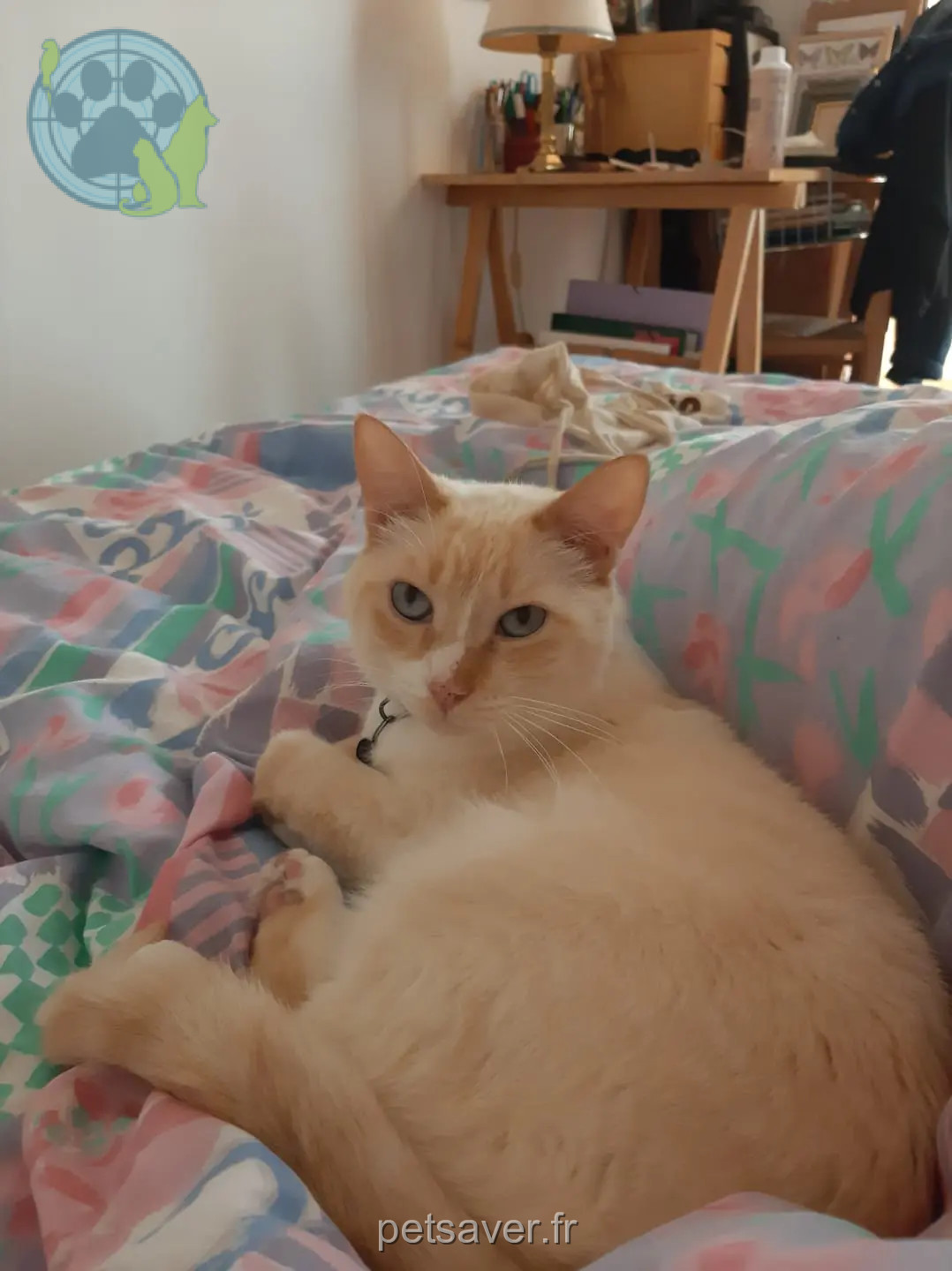 kater vermist Marseille Colin kater lost Marseille Colin