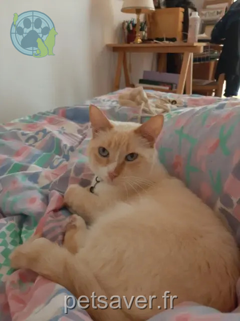 chat perdu Marseille Colin chat lost Marseille Colin