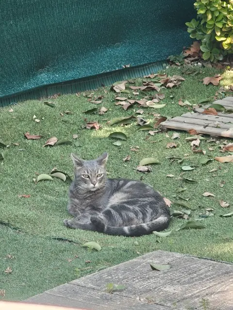 chat lost    Marseille Croco