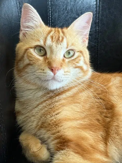 chat lost    Marseille Do