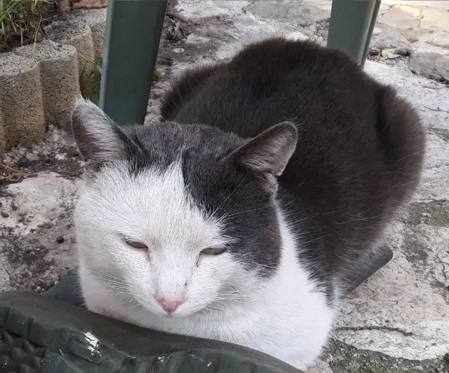 chat lost    Marseille Einstein