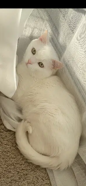 chat lost    Marseille Flocon