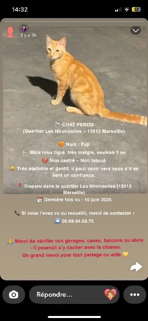 chat lost    Marseille Fujiama (fuji)