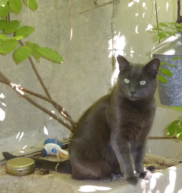 chat lost    Marseille Graou