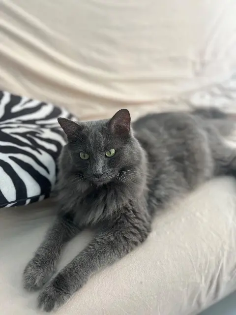 cat lost Marseille Gros Gris ou Big cat lost Marseille Gros Gris ou Big