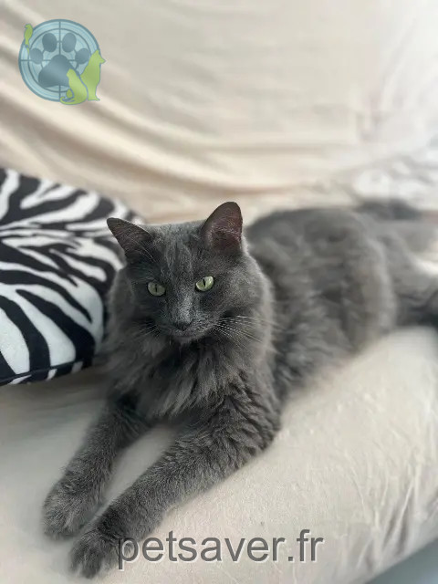 Kater vermisst Marseille Gros Gris ou Big Kater lost Marseille Gros Gris ou Big