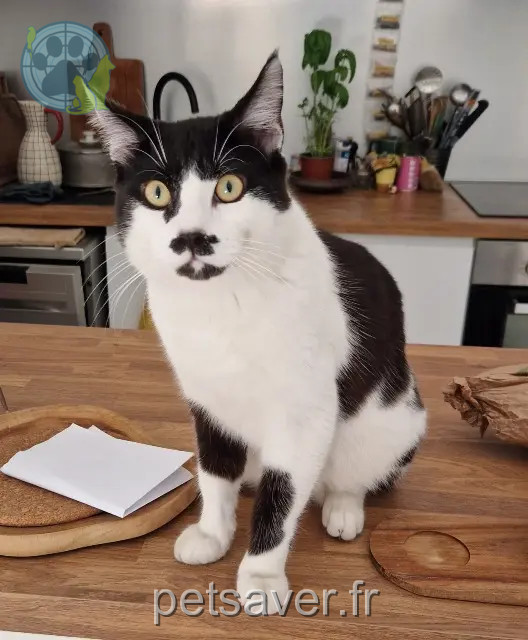 kater vermist Marseille Gâté kater lost Marseille Gâté