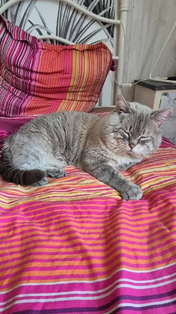 chat lost    Marseille Jah