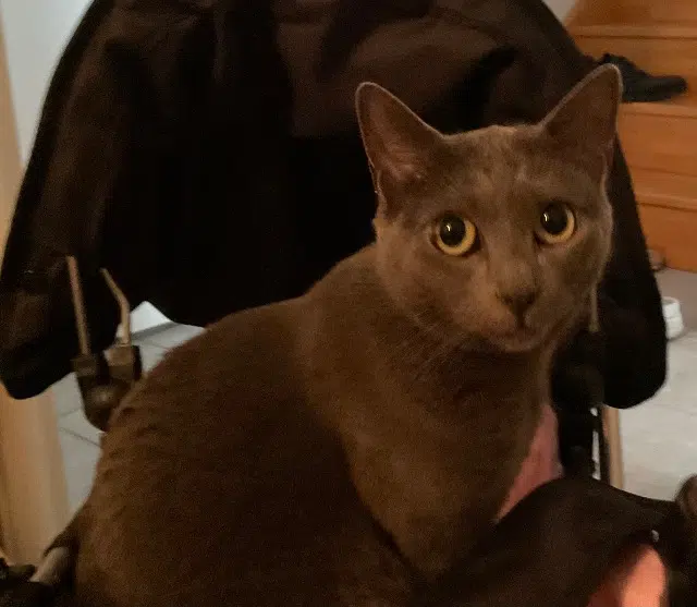 chat lost    Marseille Kefta