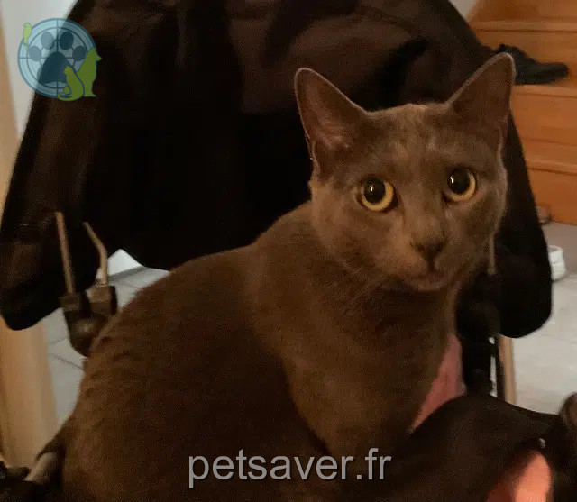 kater vermist Marseille Kefta kater lost Marseille Kefta