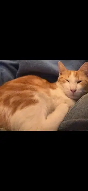 chat lost    Marseille Kikouss