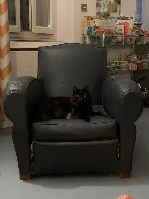 chat lost    Marseille Kochka