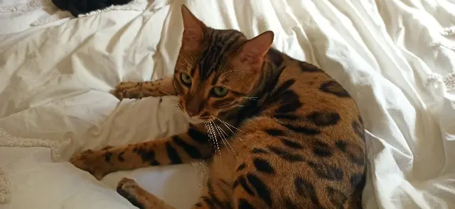 chat lost    Marseille Krishna