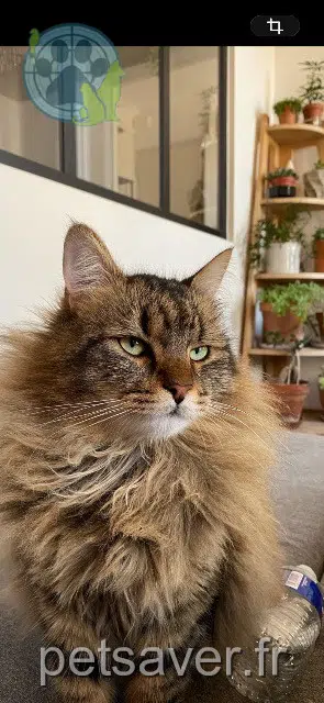 cat lost Marseille Kuba cat lost Marseille Kuba