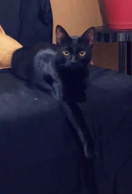 cat lost    Marseille Kuro