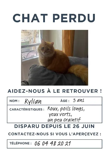 chat perdu Marseille Kylian chat lost Marseille Kylian