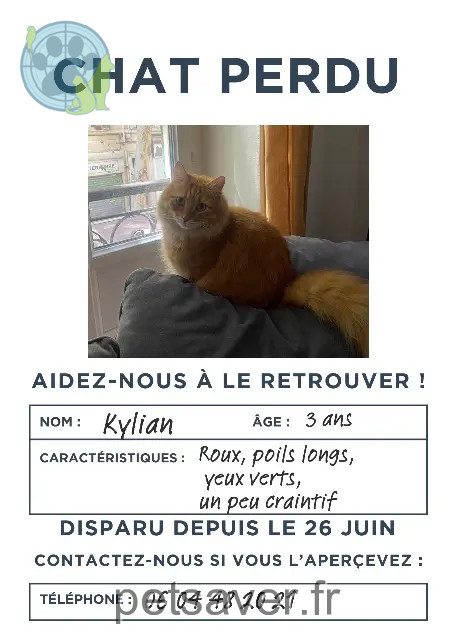gato perdido Marseille Kylian gato lost Marseille Kylian