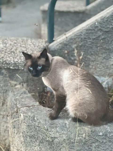 chat lost    Marseille Leo
